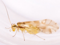 Chilenocaecilius ornatipennis